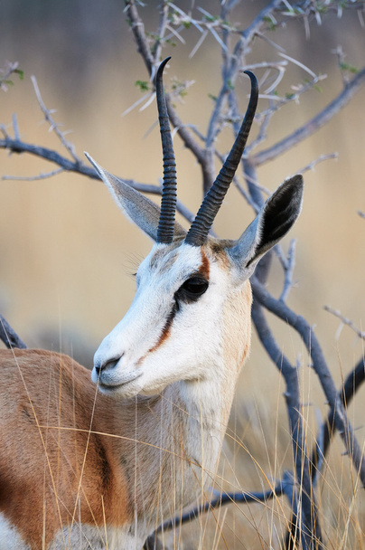 Springbok chiudi ritratto
 - Foto, immagini