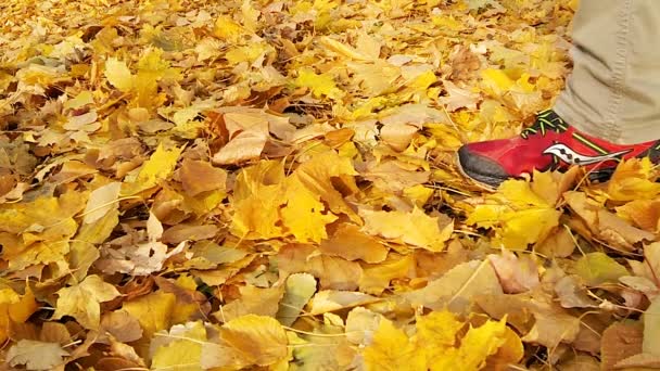 Mann geht auf den herabgefallenen gelben Blättern. - Filmmaterial, Video