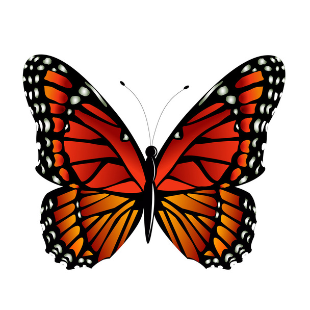 The Monarch butterfly  vector - Vector, Image
