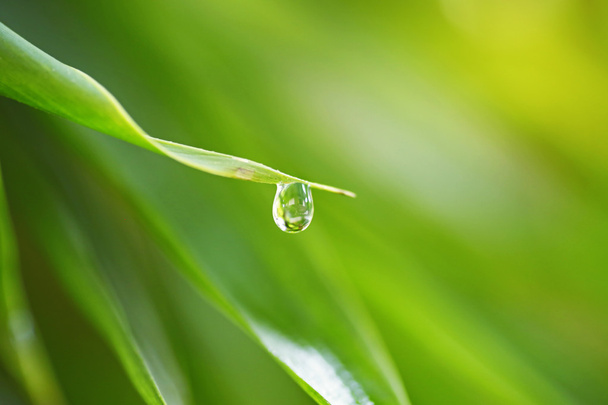 water dew drops on the green grass - Foto, immagini