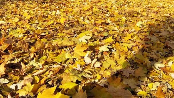 Muž na spadaném listí žluté. - Záběry, video