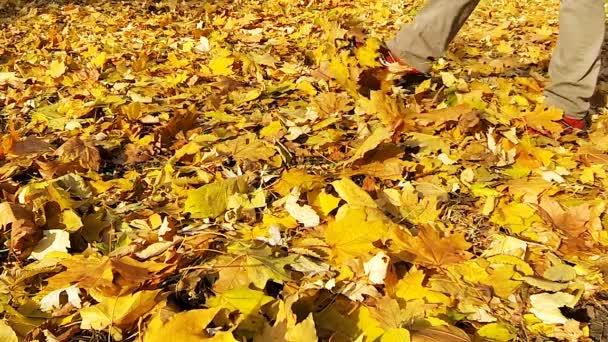 Άντρας με τα πόδια πάνω στα πεσμένα φύλλα κίτρινα. - Πλάνα, βίντεο