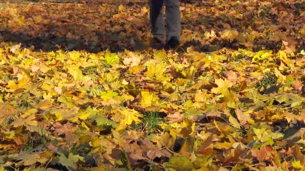 Férfi sétált a lehullott sárga levelek. - Felvétel, videó