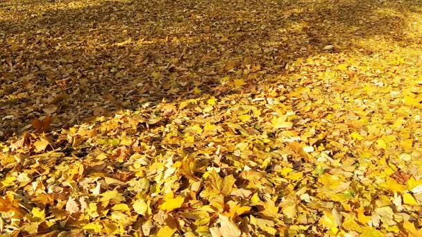 Video vom fallenden Herbstblatt. - Filmmaterial, Video