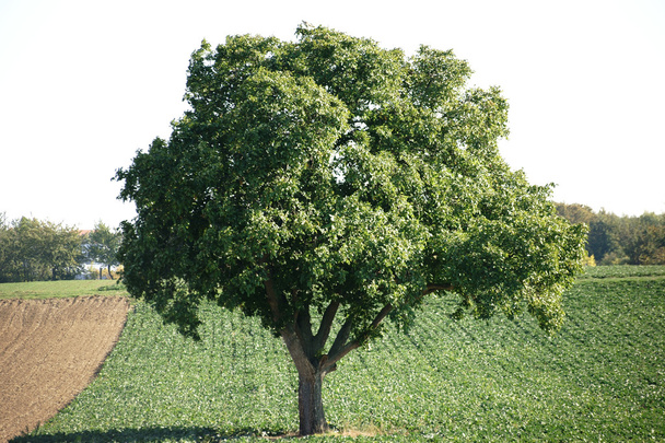 The tree on the field - Фото, зображення
