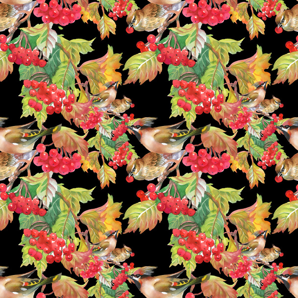 rowan berries with Hoopoe birds - Photo, Image