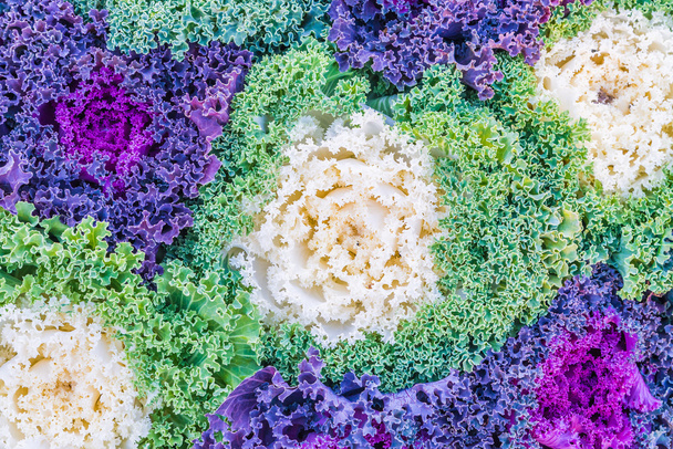 renkli marul sebze - Fotoğraf, Görsel
