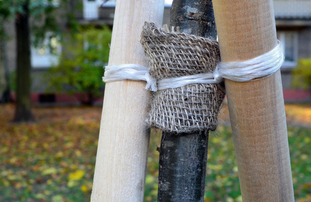 Fragment of trunk of  young tree which is tied up to support. - Photo, Image