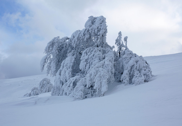 Winter tree - Foto, afbeelding
