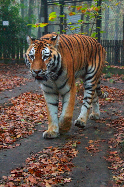 Tigre siberiano caminando
 - Foto, Imagen