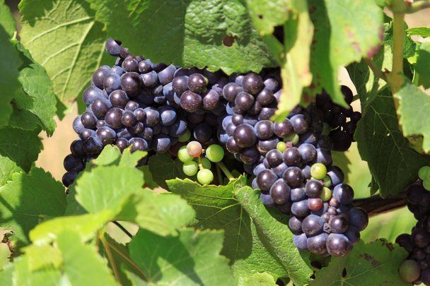 racimo de uvas - Foto, imagen