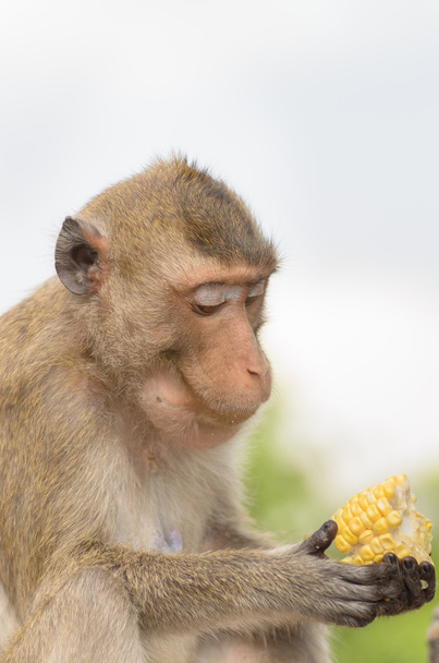 Retrato de um macaco na vida selvagem
 - Foto, Imagem