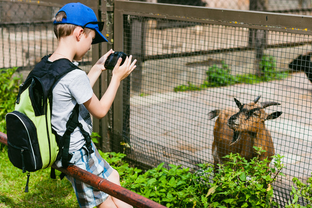 Boy make a photo of a goat - Photo, Image