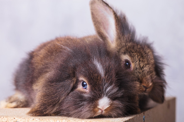 Two adorable lion head rabbit bunnys lying - Photo, Image