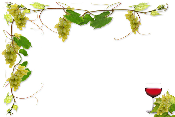 Vignes et raisins
 - Photo, image