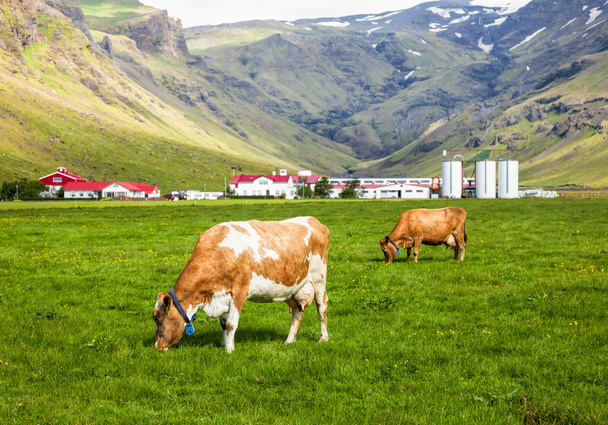 Izlandi tejüzem - Fotó, kép