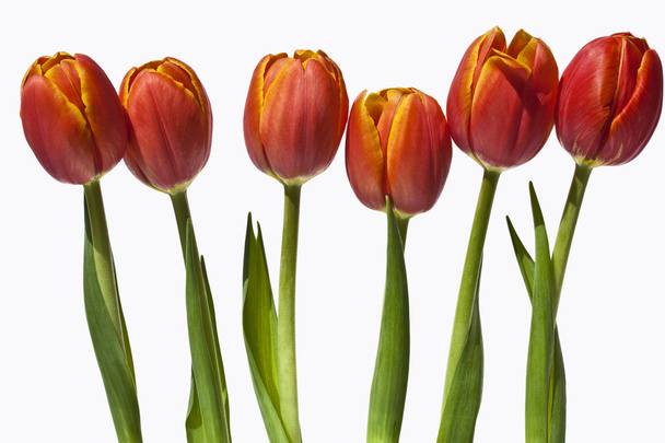 oranžový Tulipán - Fotografie, Obrázek