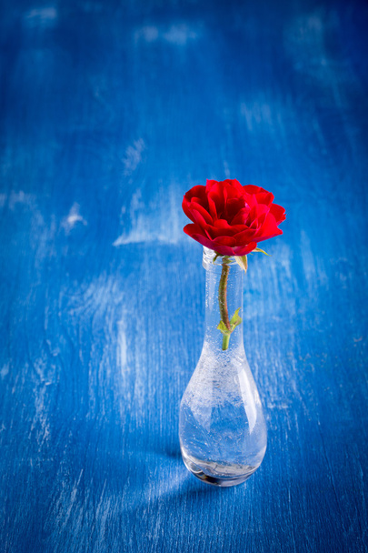 pequena rosa vermelha
 - Foto, Imagem