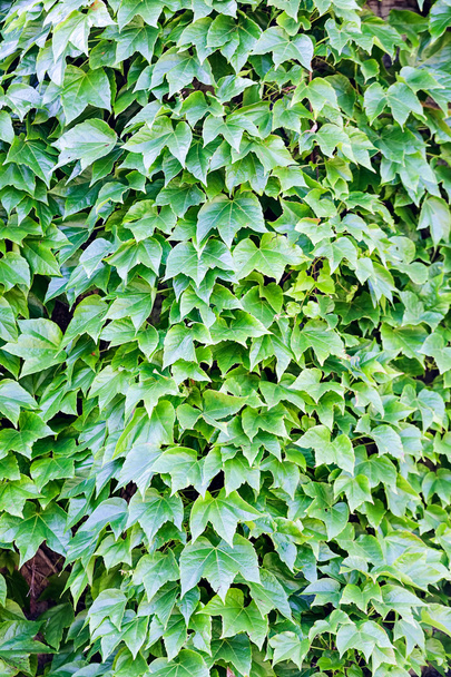 grüne Blätter an einer Wand - Foto, Bild