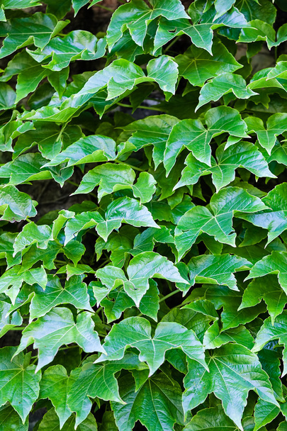 зелене листя на стіні
 - Фото, зображення