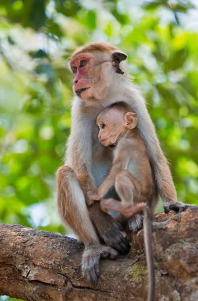 Pair of Toque macaques - 写真・画像