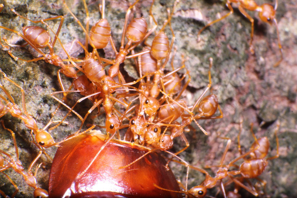 Pequeña hormiga trabajando
 - Foto, imagen
