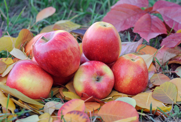 kırmızı elma sonbahar yaprakları üzerinde yalan - Fotoğraf, Görsel