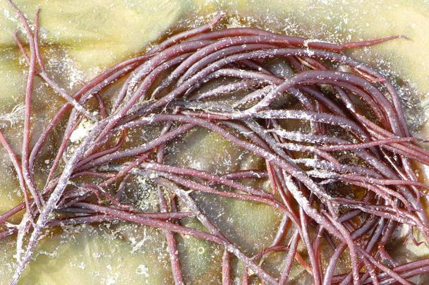 Mořské řasy (Sarcodiotheca gaudichaudii) - Fotografie, Obrázek
