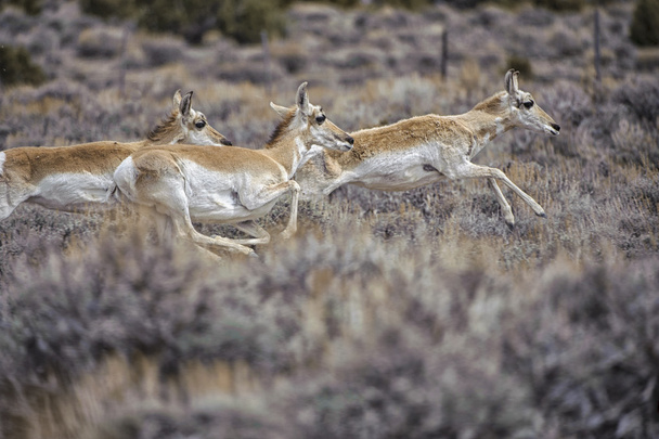 Pronghorn Antelope (Antilocapra americana)
) - Valokuva, kuva
