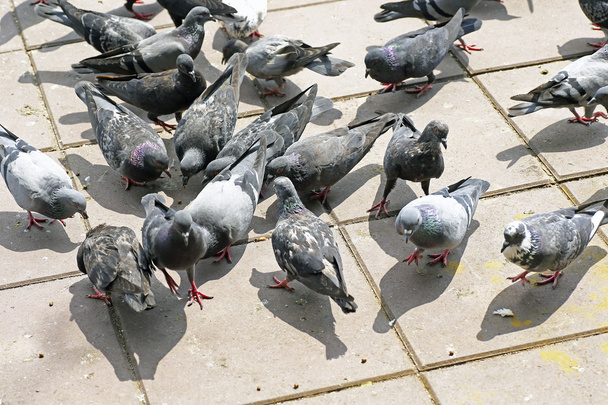 床の鳩は排泄物や悪臭の問題を引き起こし - 写真・画像