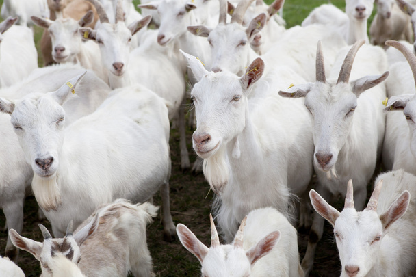 Flock Buren goats - Photo, Image