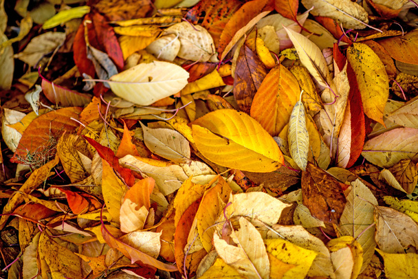 Осінній пофарбовані листя
 - Фото, зображення