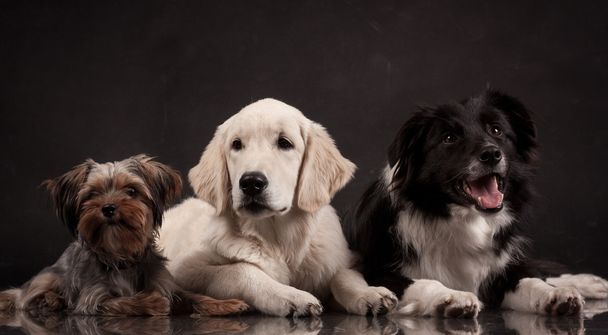 прикордонна колі та золоті ретривери та собаки юрського періоду, що лежать на чорному тлі у фотостудії
 - Фото, зображення
