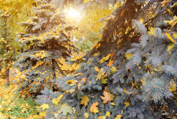 autumn leaves on the firs in the park - Photo, Image