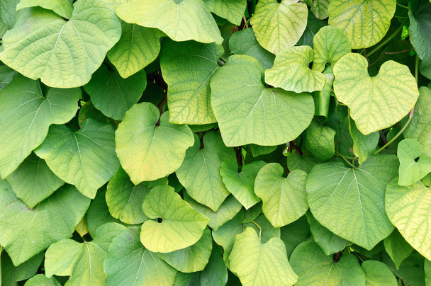 Grandes hojas verdes de vides
 - Foto, imagen