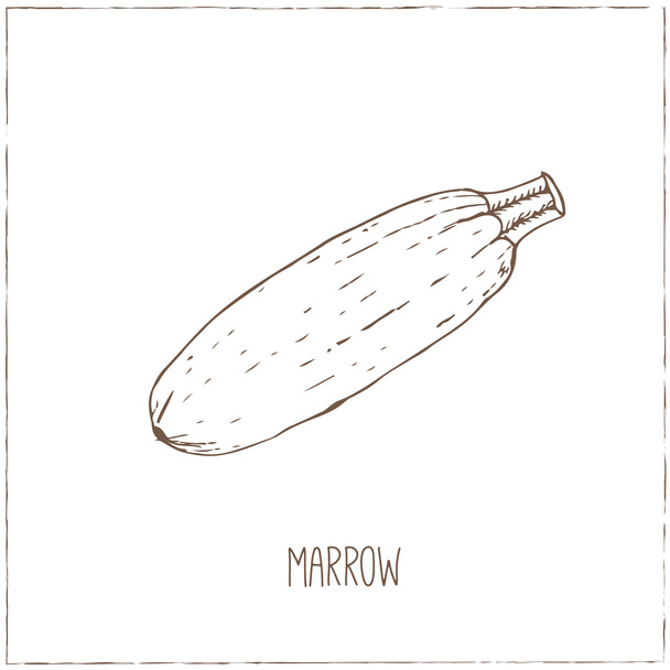 Marrow.   Healthy vegetarian food. - Vetor, Imagem
