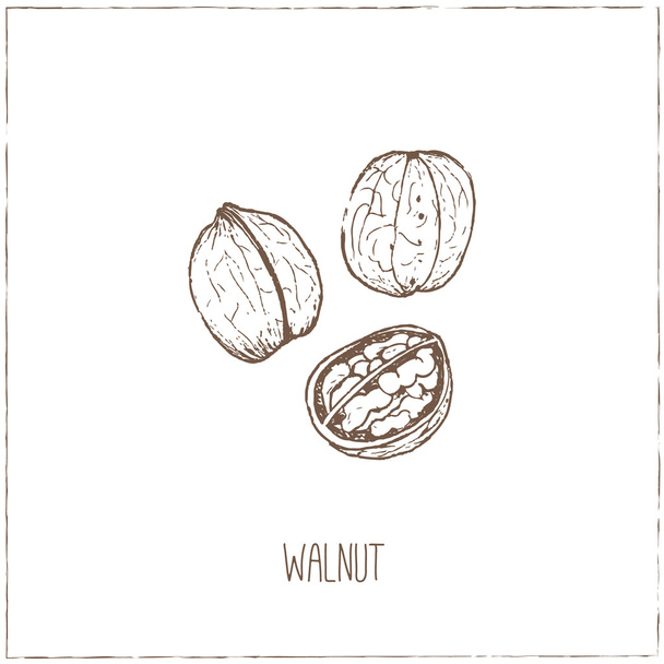 Nuts. Sketches. Hand-drawing. - Vetor, Imagem