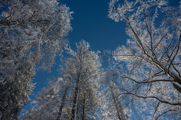 Winterschönheit - gefrostete Bäume - Foto, Bild