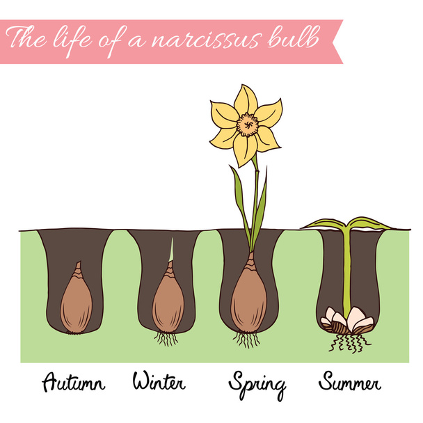 How to plant the daffodils. Time line of narcissus life. - Vector, Image