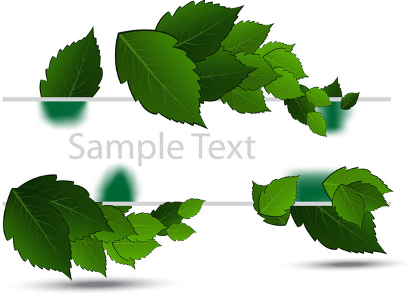 Green leaves on white background - Vector, Image