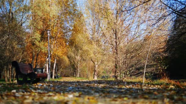 Einsame Bank zwischen umgefallenen Blättern im Park - Filmmaterial, Video