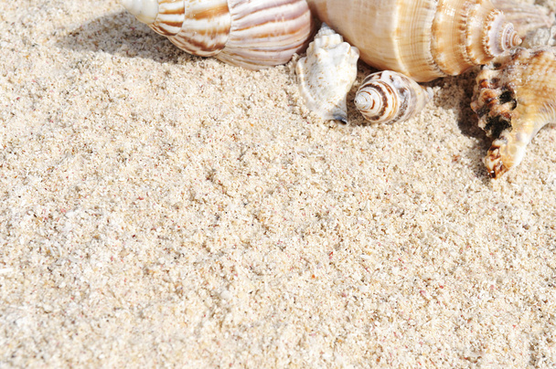 estrella de mar en la playa - Foto, imagen