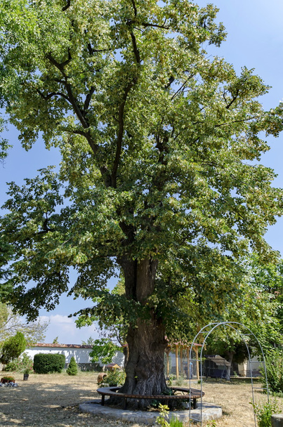 Παλιό δέντρο στην αυλή της Εκκλησίας με βρίσκονται γύρω από την ομορφιά πάγκο, Μονή Batkun - Φωτογραφία, εικόνα