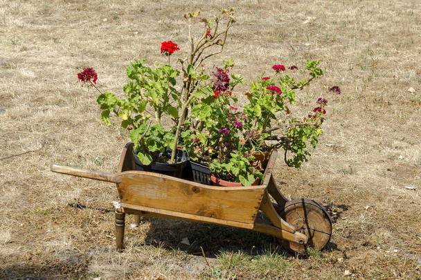 オリジナル植木鉢 - 木製の手押し車、Batkun 修道院で草やゼラニウムの花と墓地 - 写真・画像