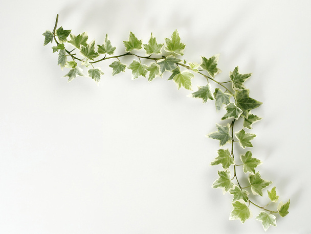 Ivy leaf - Foto, Bild