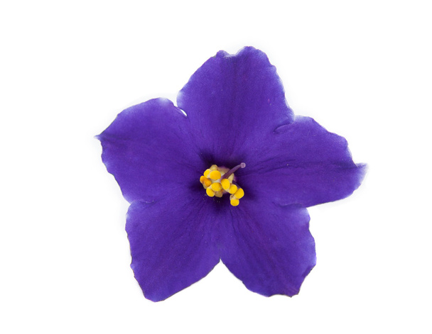 Violet flower isolated - Photo, Image