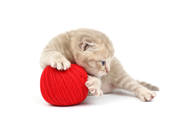 Cat and red wool ball - Zdjęcie, obraz