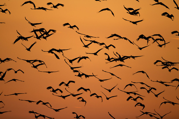 зграя птахів на небі
 - Фото, зображення