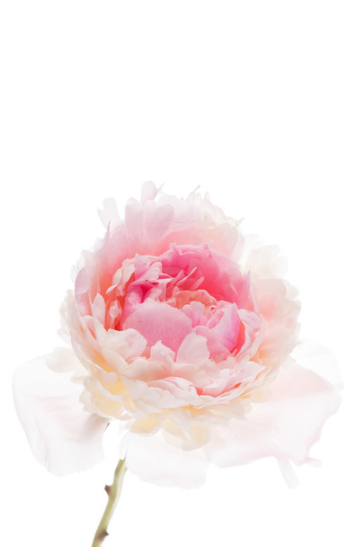 Pink peony flower - Foto, immagini