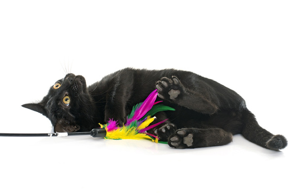 młody kotek czarny - Zdjęcie, obraz